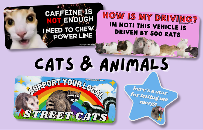 Cats & Animals