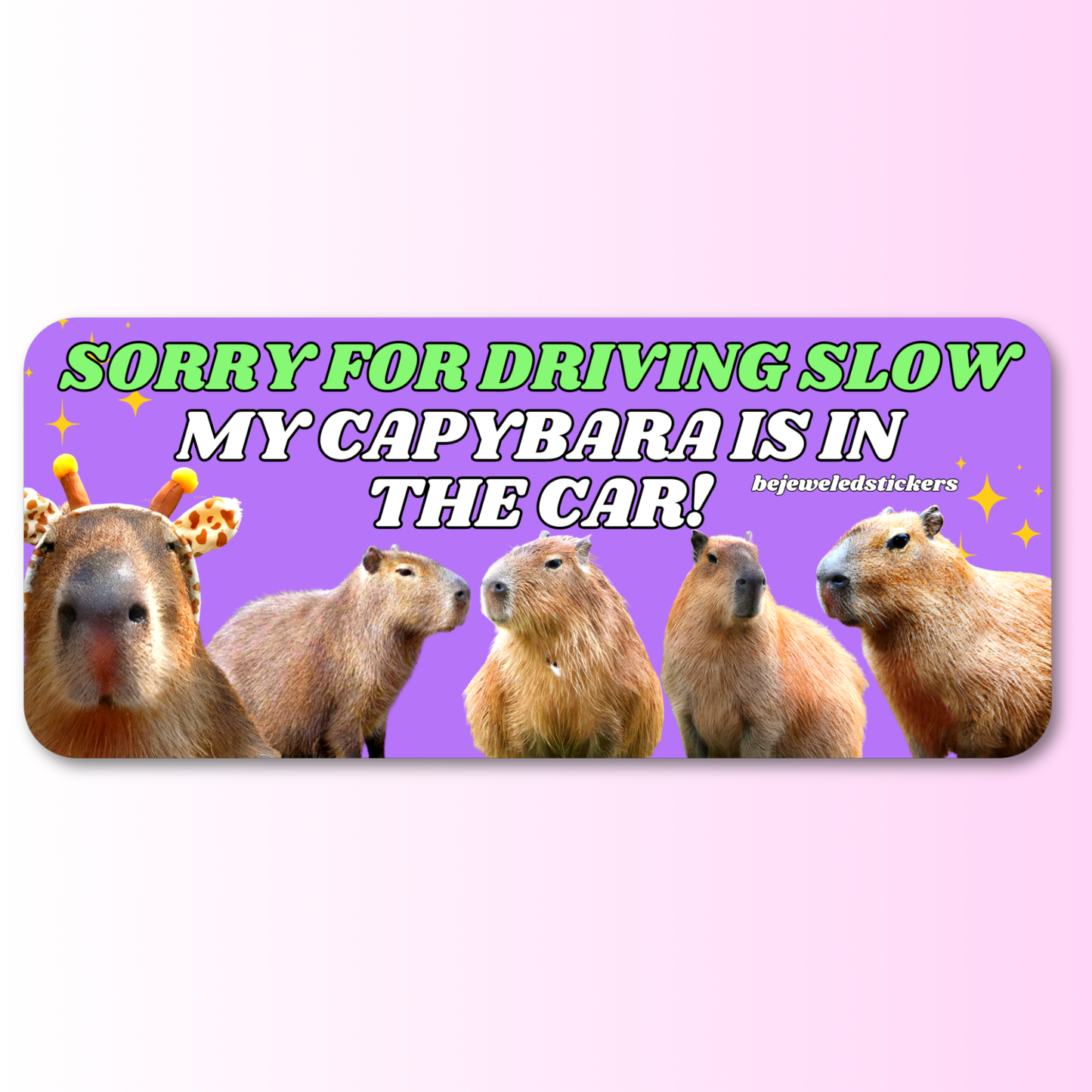 Sorry for driving slow, my capybara is in the car!