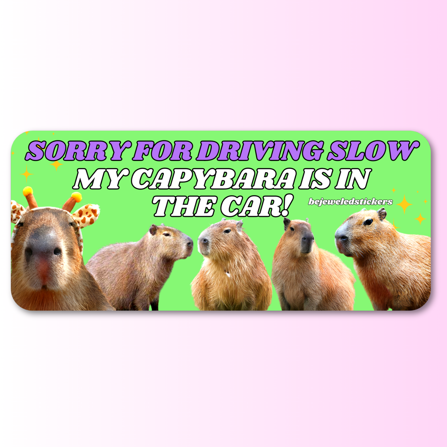 Sorry for driving slow, my capybara is in the car!