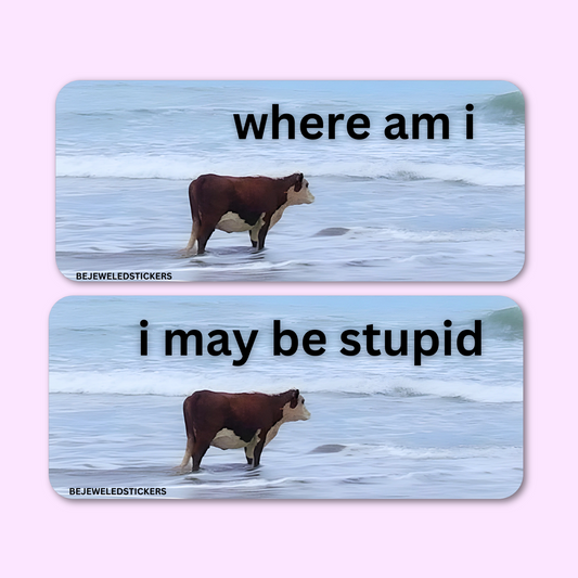 i may be stupid / where am i